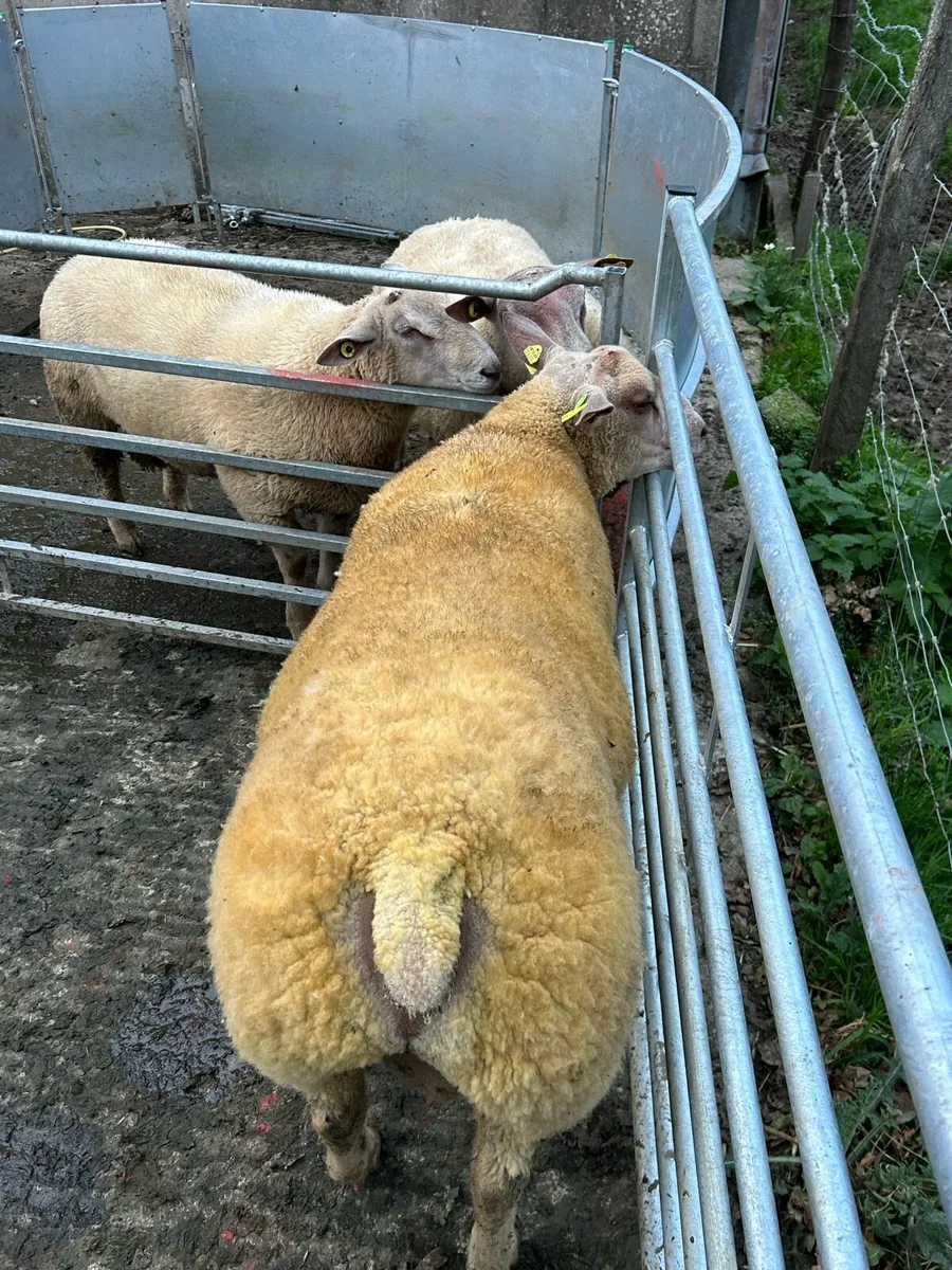 Pedigree Charollais Rams Lambs For Sale - Image 2
