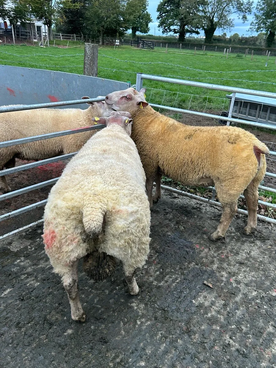 Pedigree Charollais Rams Lambs For Sale - Image 3
