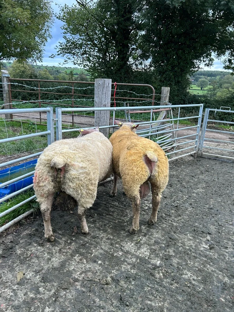 Pedigree Charollais Rams Lambs For Sale - Image 4
