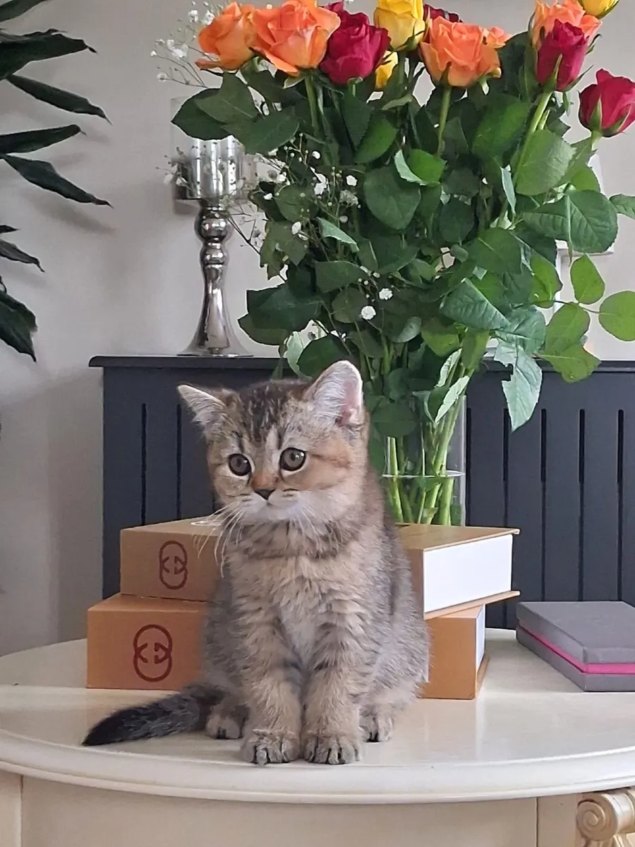 British  shorthair with WCH Lines - Image 3