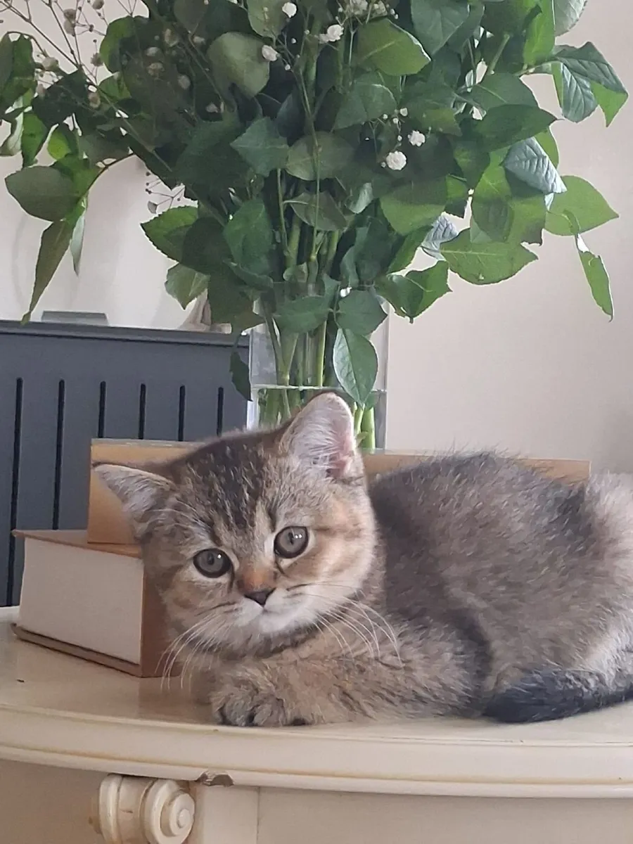 British  shorthair with WCH Lines - Image 2