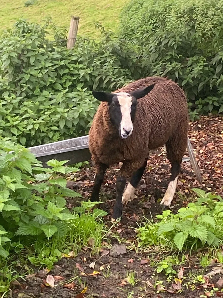 Zwartble ram lamb - Image 2
