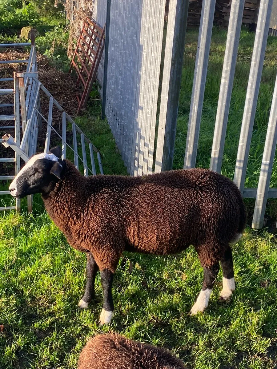 Zwartble ram lamb - Image 3