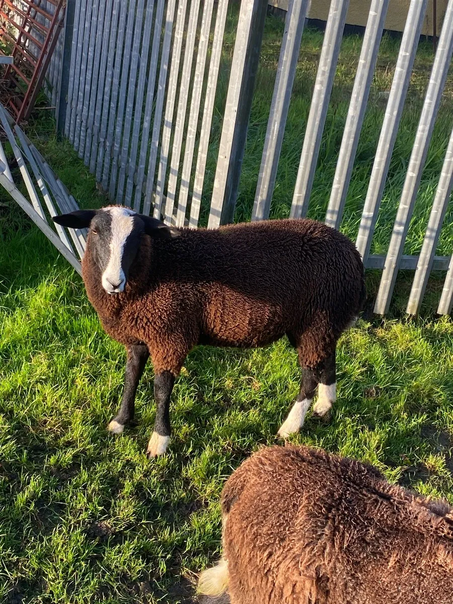 Zwartble ram lamb - Image 4