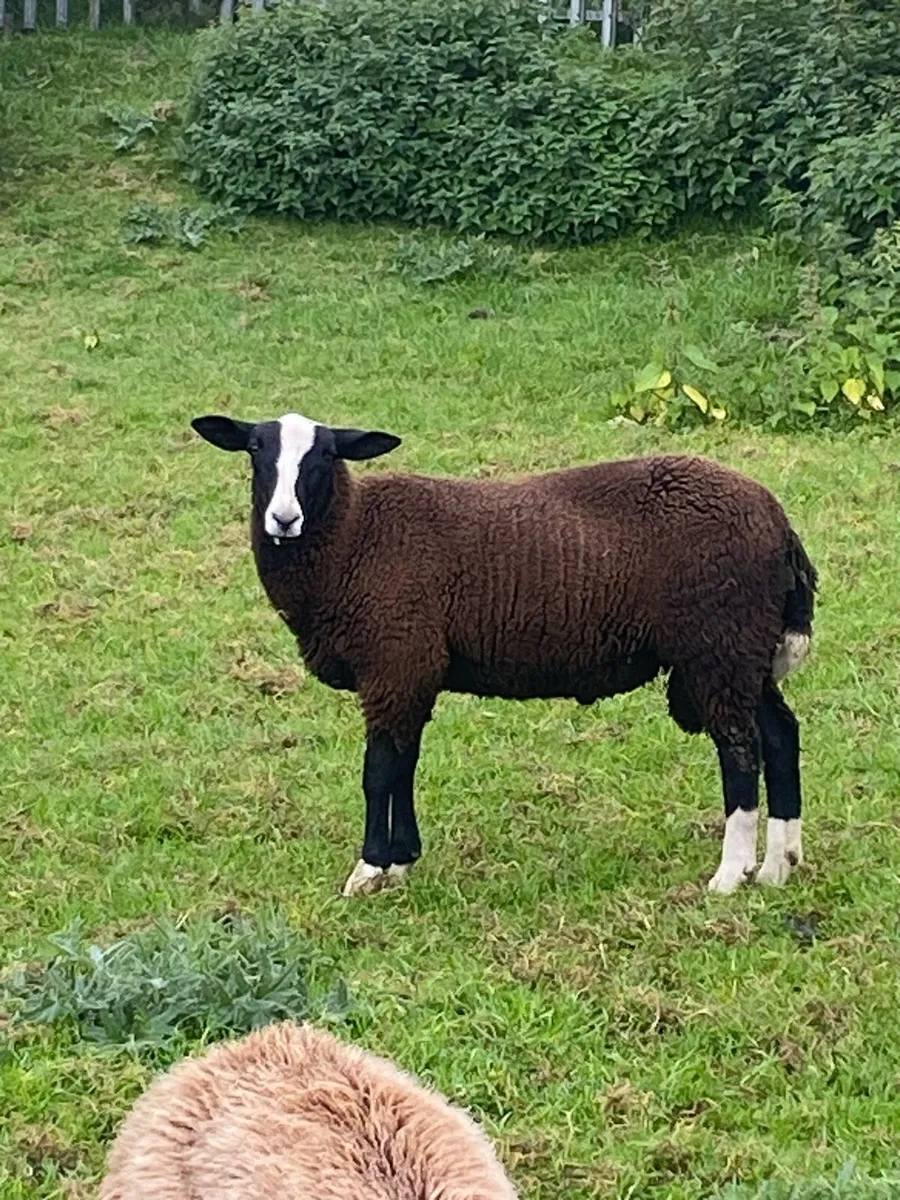 Zwartble ram lamb - Image 1