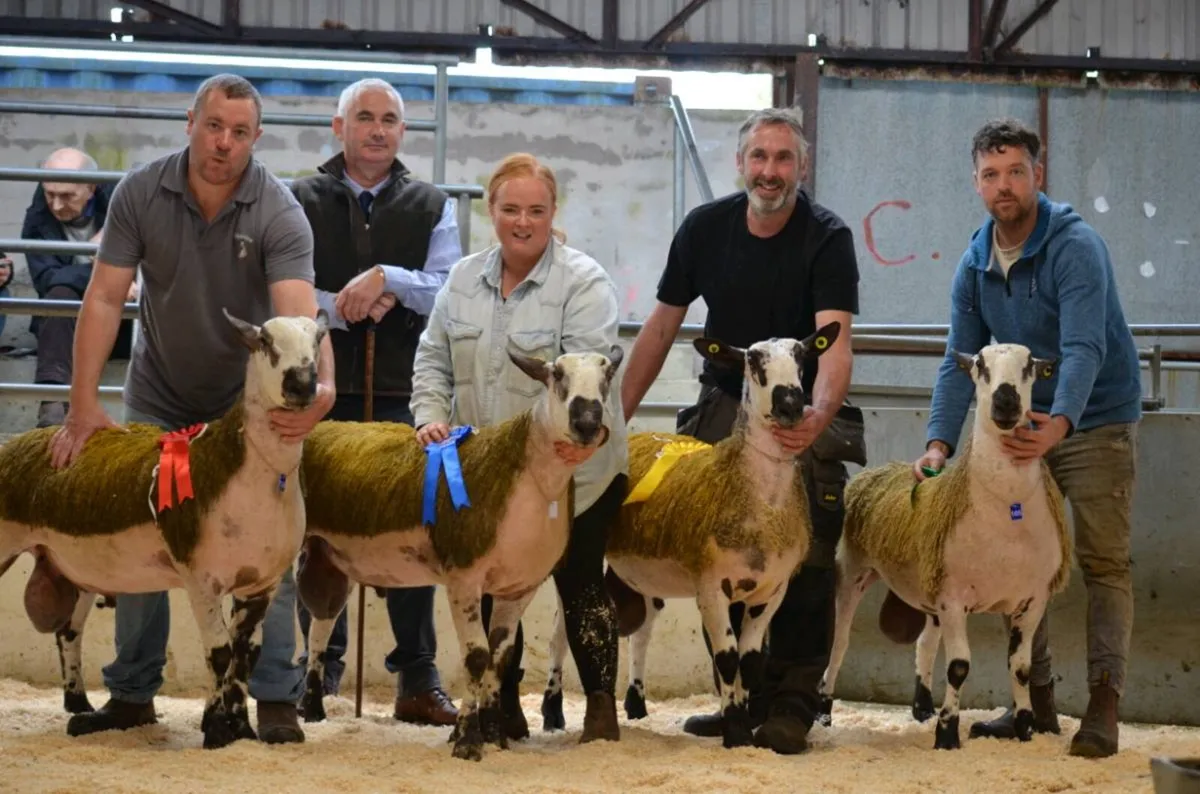 🌟🌟Bluefaced Leicester Rams - Image 4