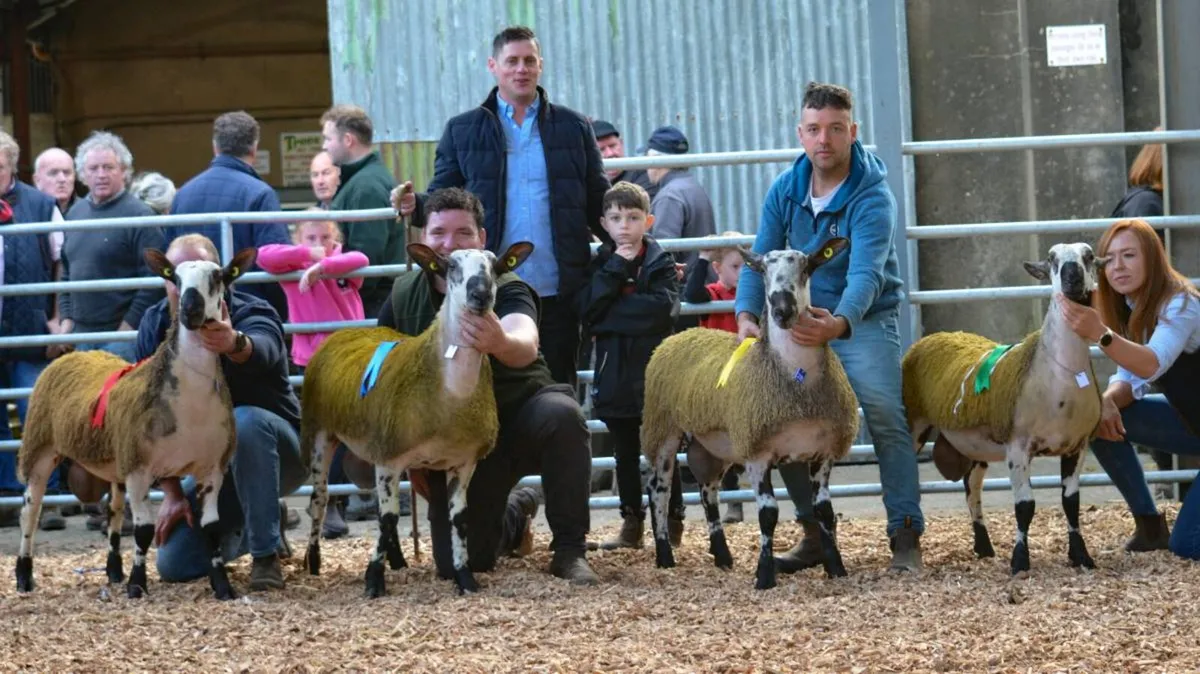🌟🌟Bluefaced Leicester Rams - Image 2