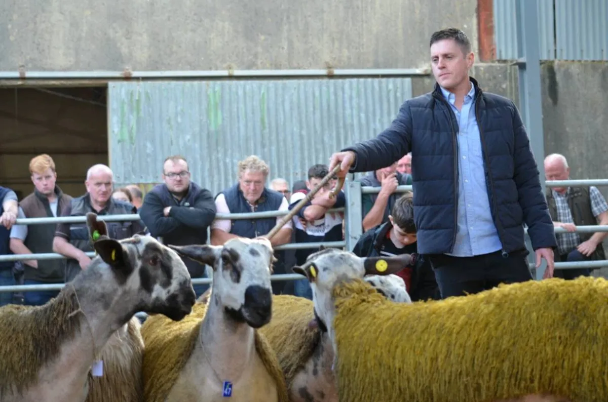 🌟🌟Bluefaced Leicester Rams - Image 3