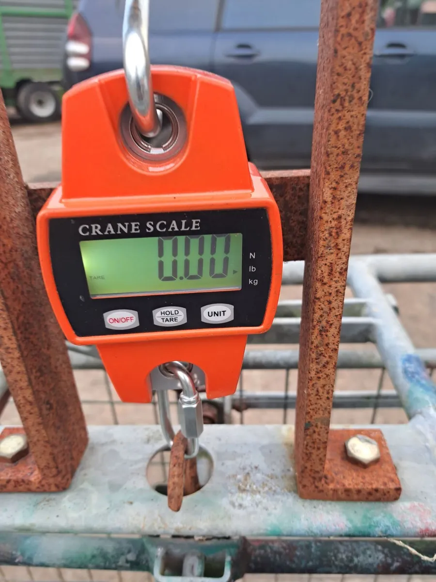 Sheep equipment. Race scales gates. - Image 1