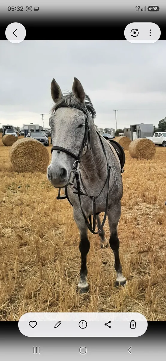 A very special mare - Image 2