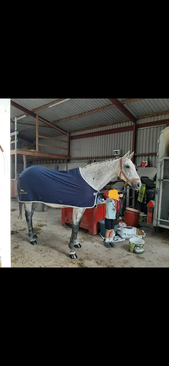 A very special mare - Image 3