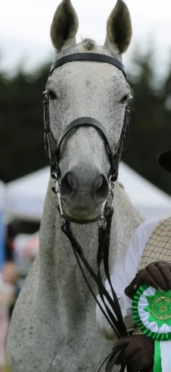 A very special mare - Image 4