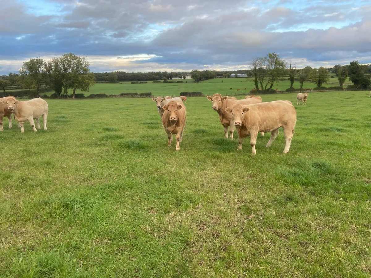 Cattle - Image 1