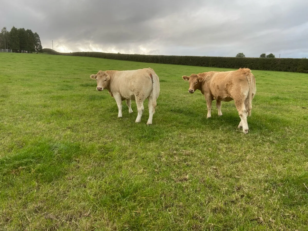 Cattle - Image 2