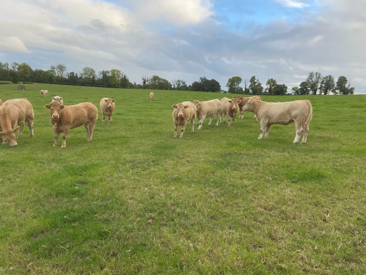 Cattle - Image 3