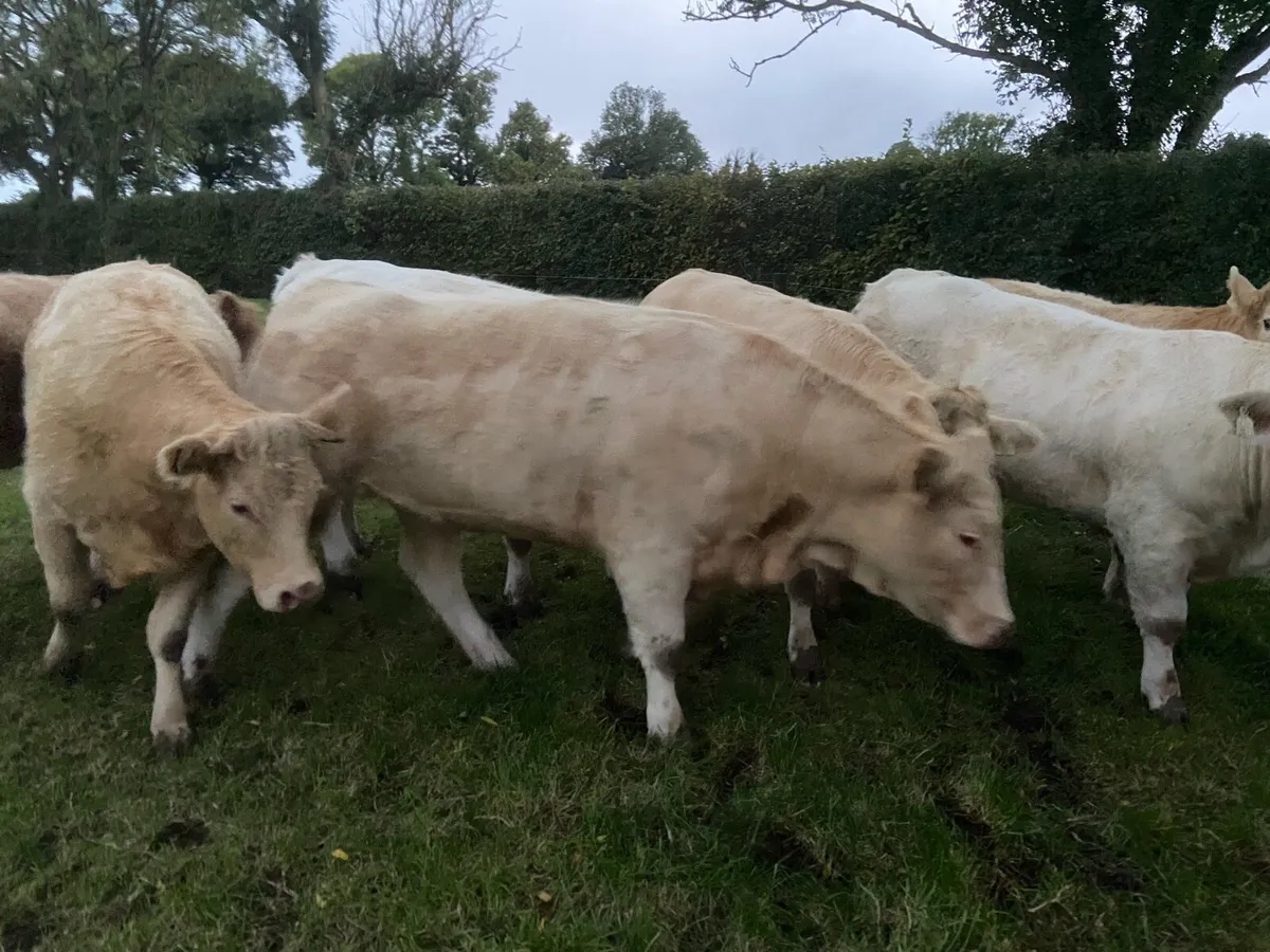 Cattle - Image 4