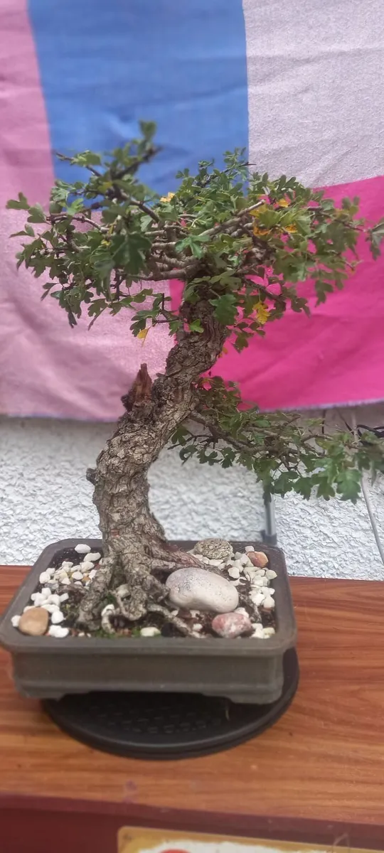 bonsai trees - Image 3