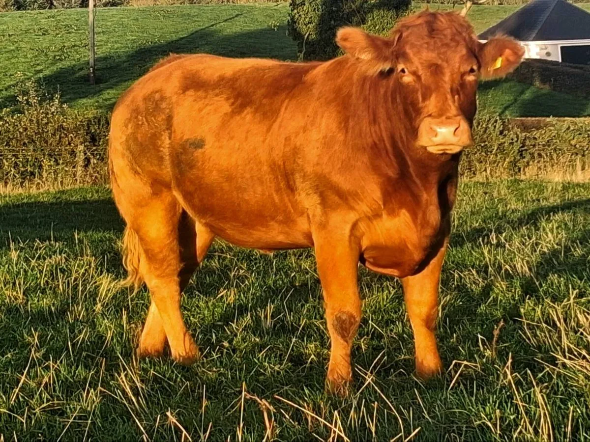 Springing heifers - Image 2
