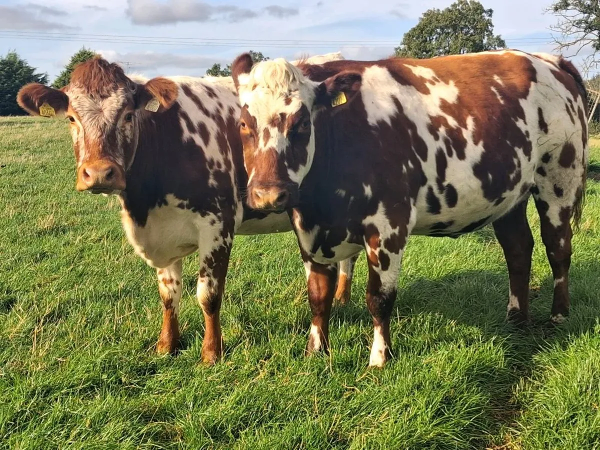 Springing heifers - Image 3
