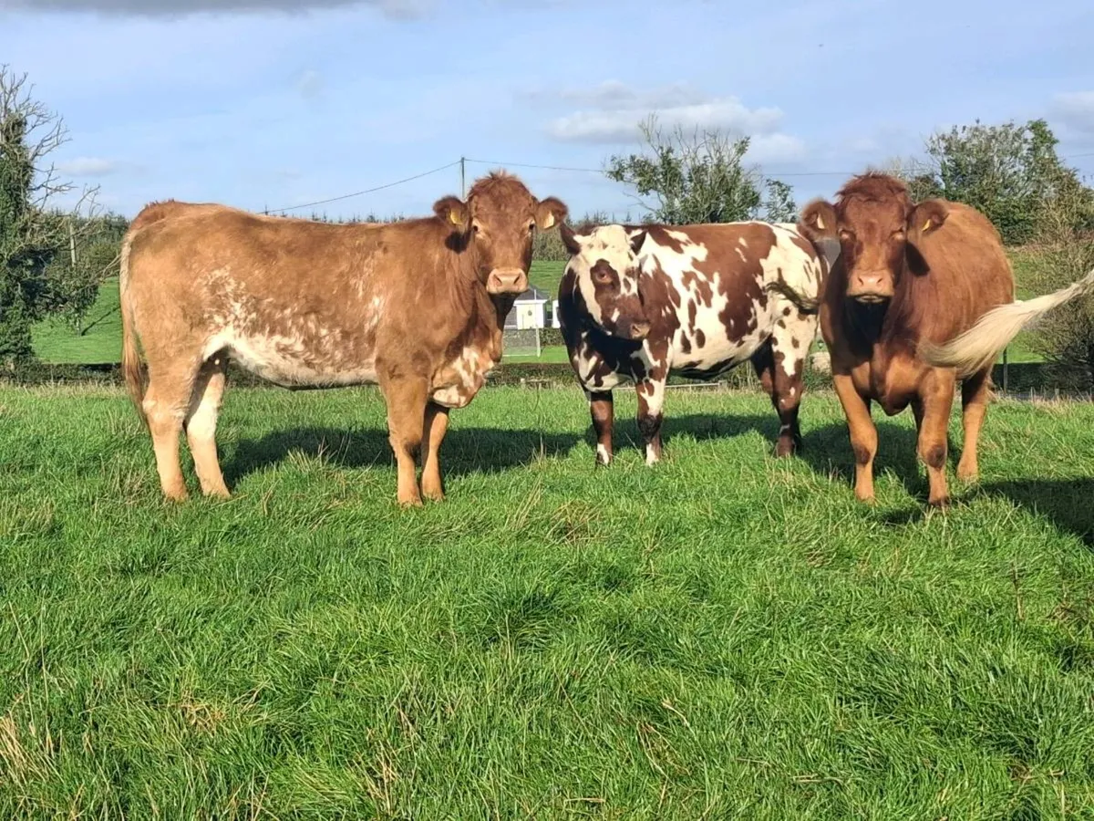 Springing heifers - Image 4