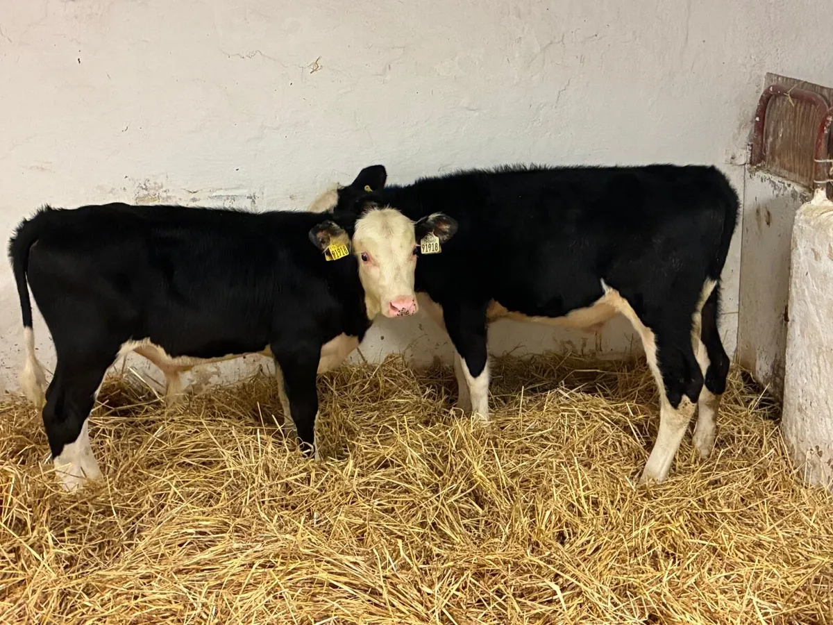 REAL PROPER HE BULL WEANLINGS - Image 3