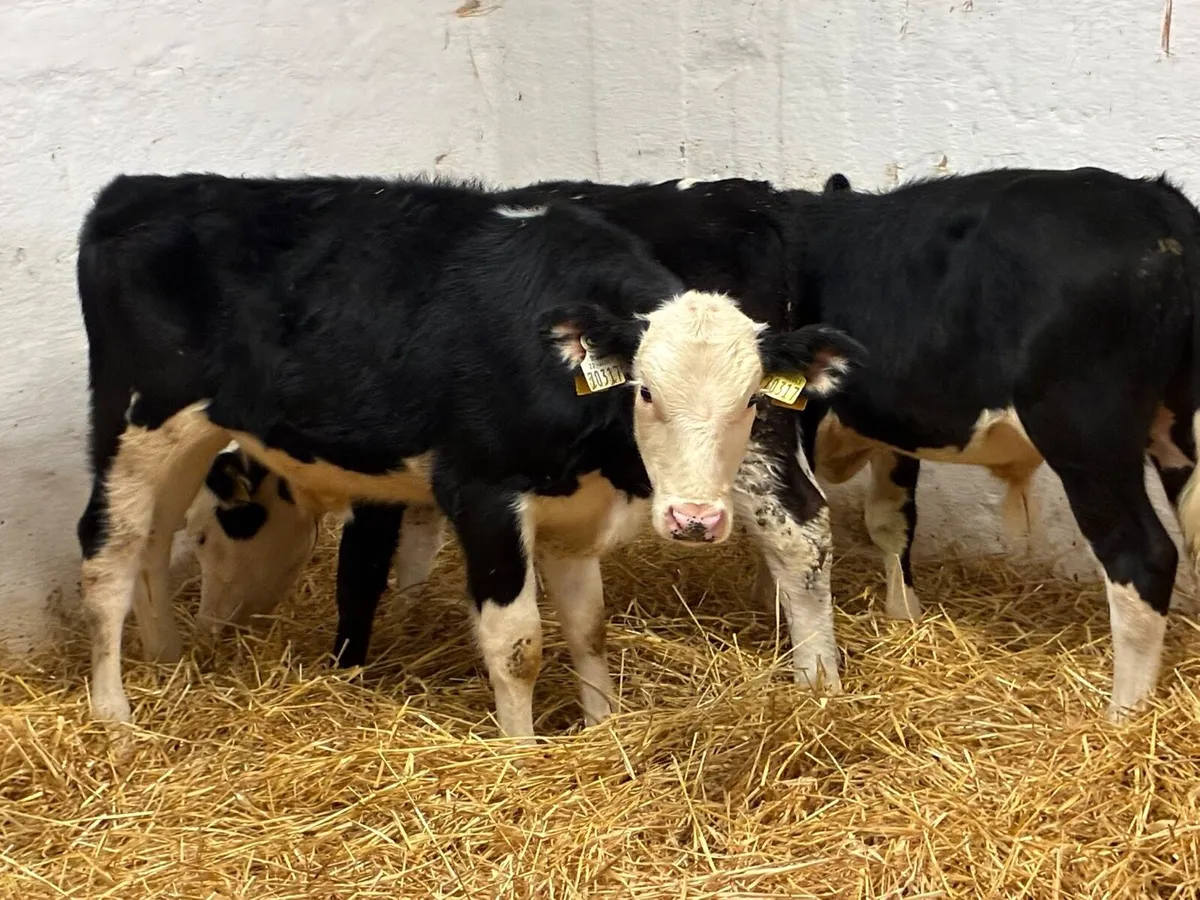 REAL PROPER HE BULL WEANLINGS - Image 1