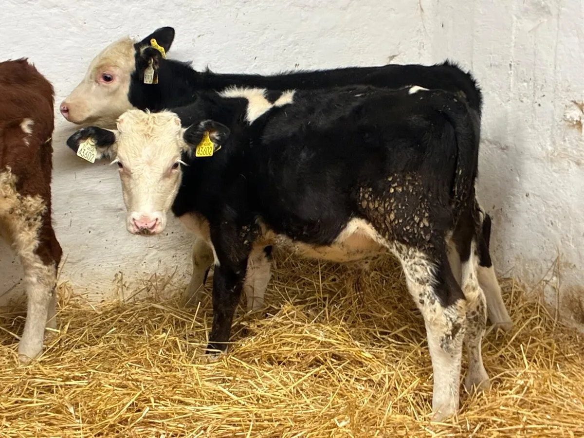 REAL PROPER HE BULL WEANLINGS - Image 2