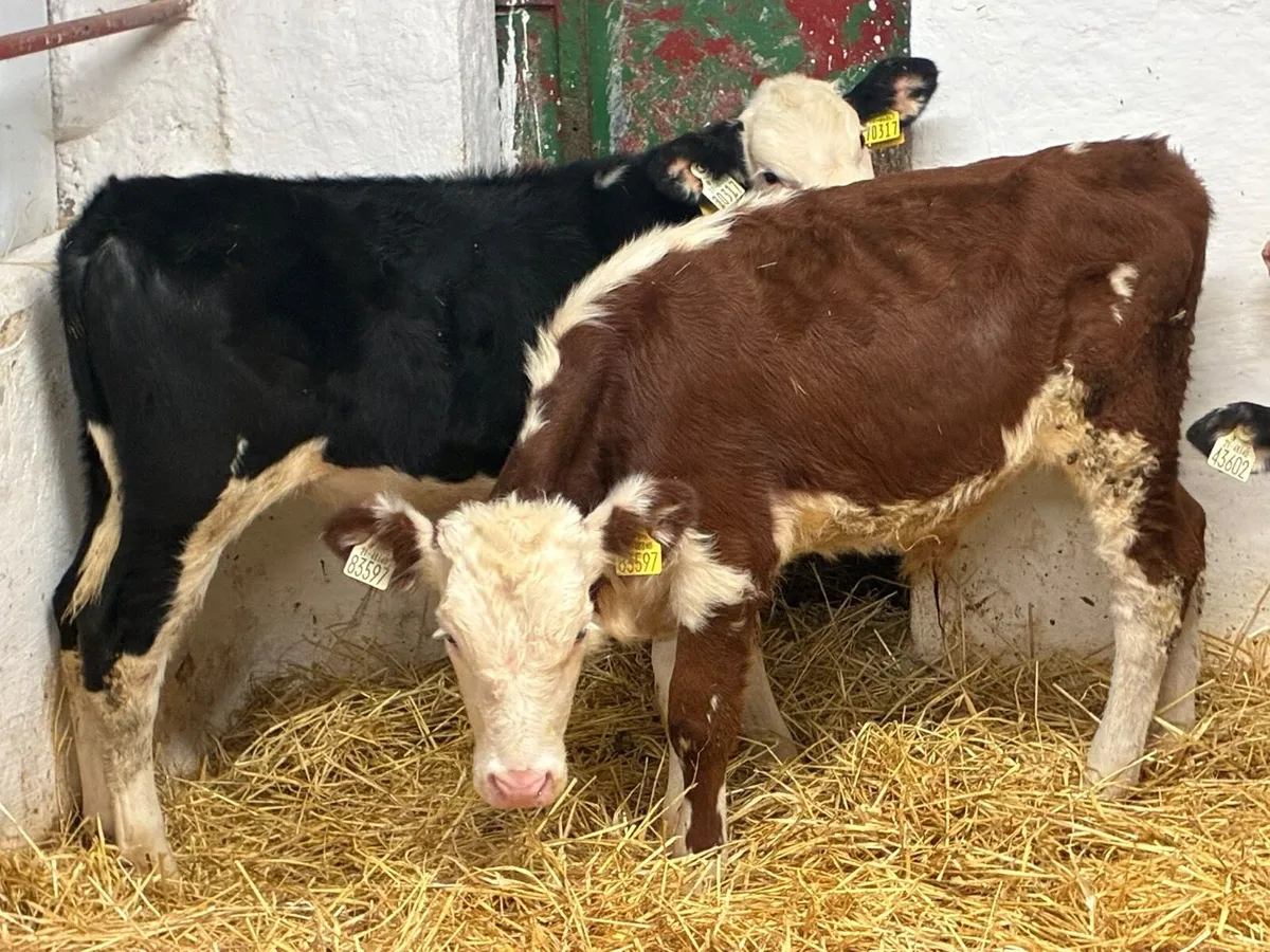REAL PROPER HE BULL WEANLINGS - Image 4