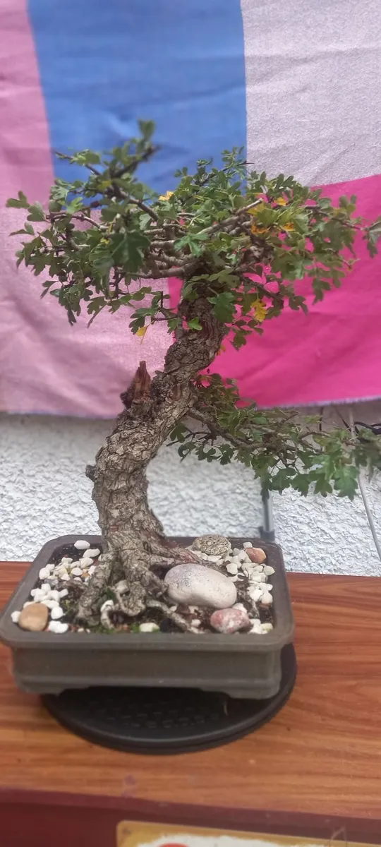 bonsai trees - Image 4