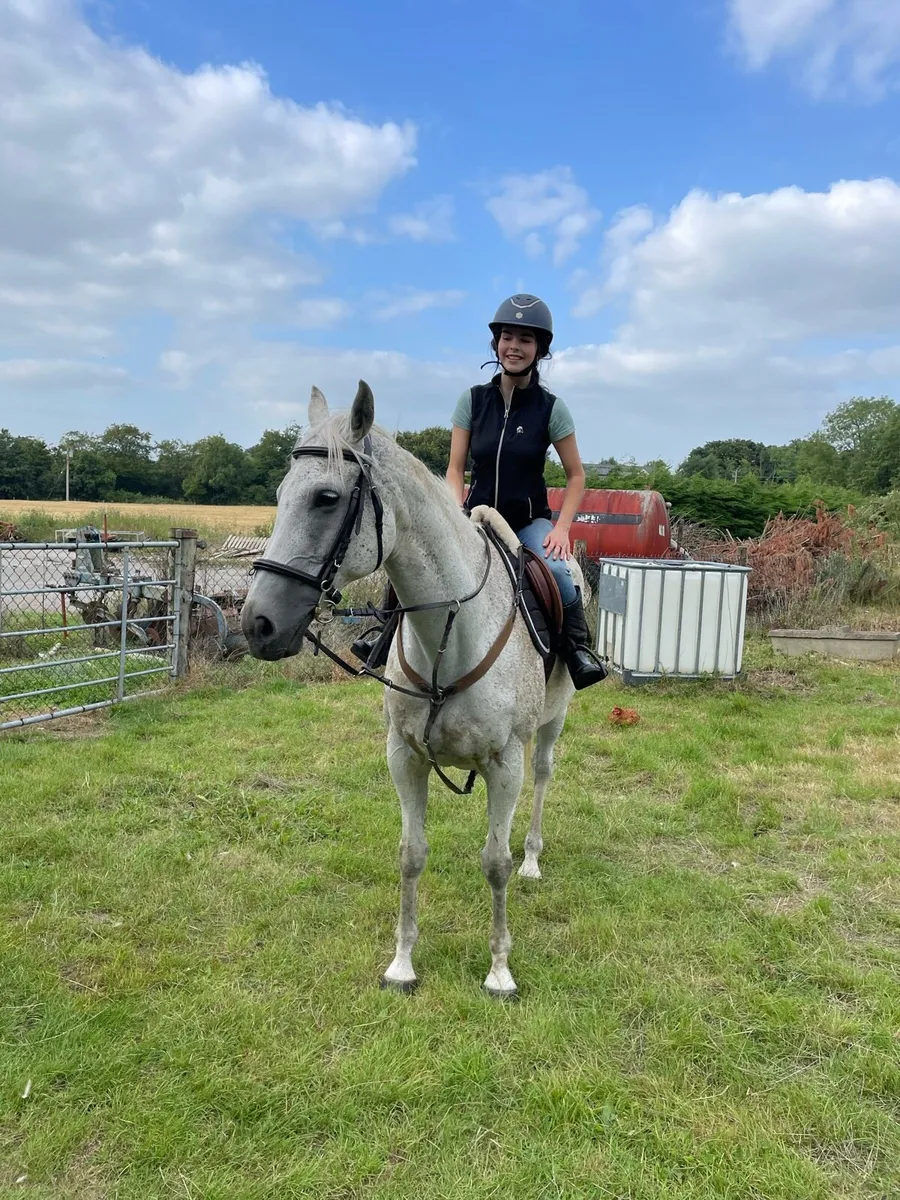 Tb mare for lease - Image 2