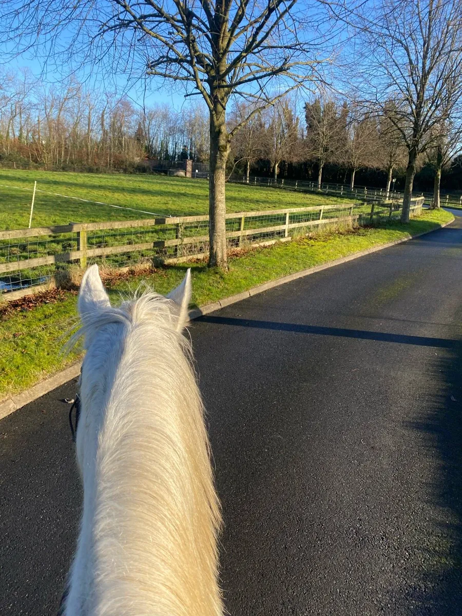 Tb mare for lease - Image 3