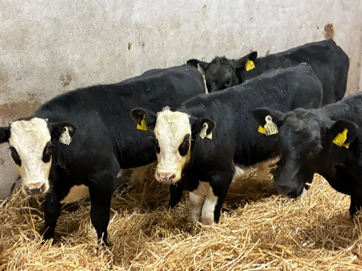 Smashing AA & HE Bull Weanlings - Image 1