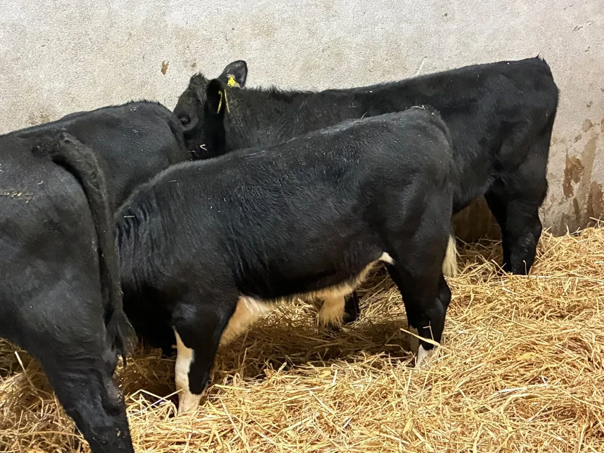 Smashing AA & HE Bull Weanlings - Image 3