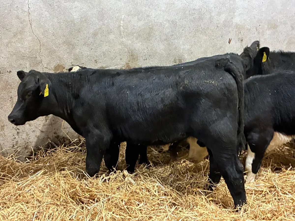 Smashing AA & HE Bull Weanlings - Image 4