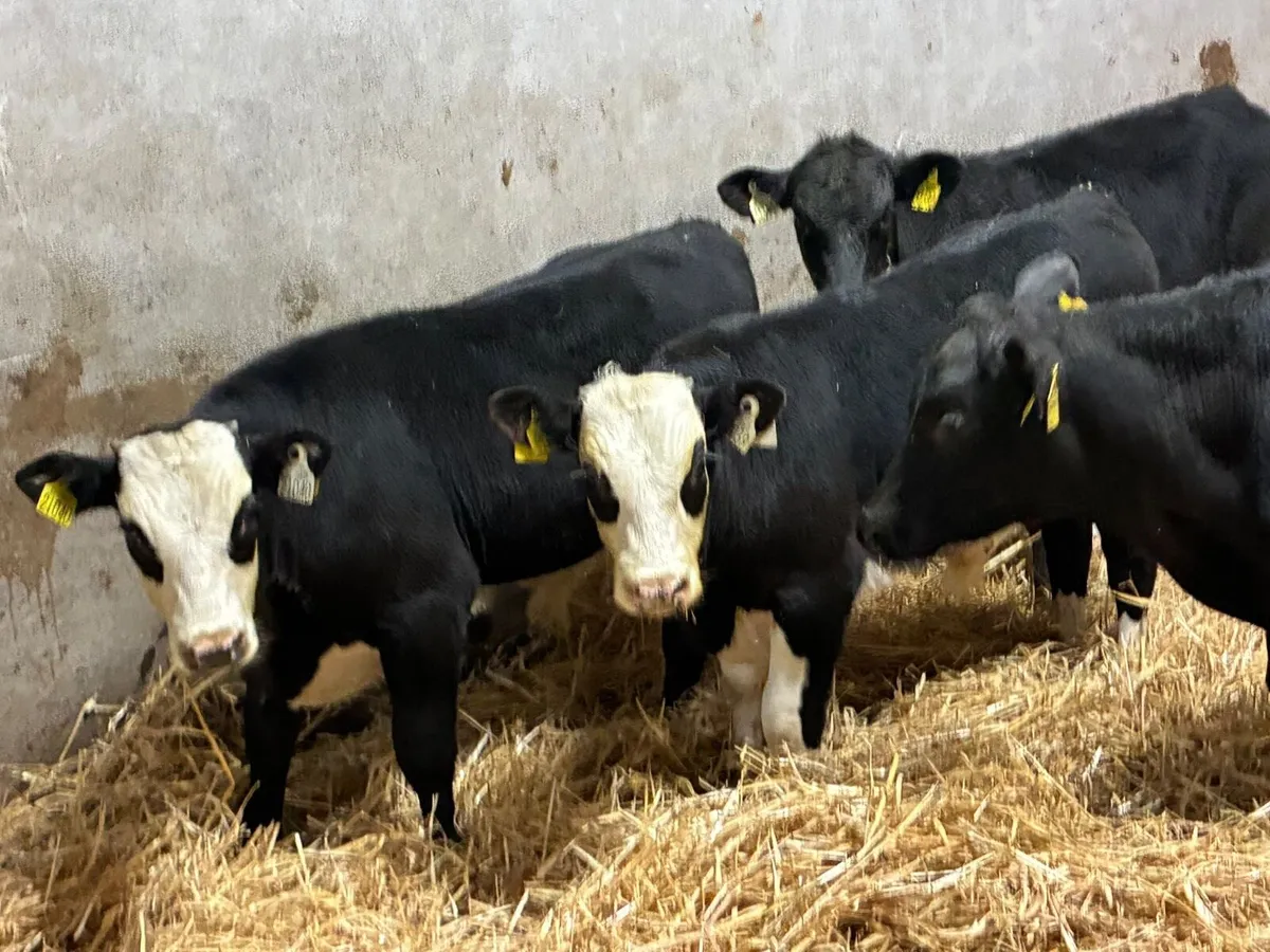Smashing AA & HE Bull Weanlings - Image 2