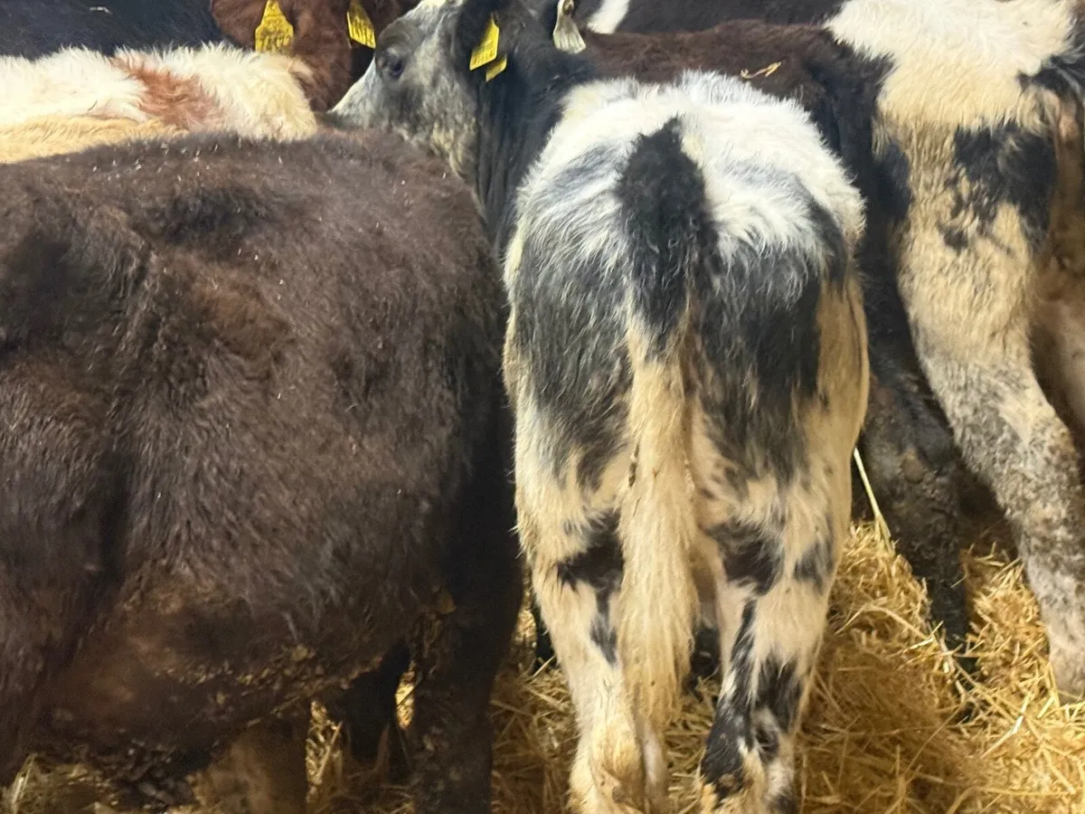 18 ABERDEEN ANGUS WEANLINGS ( HOMEBRED) - Image 4