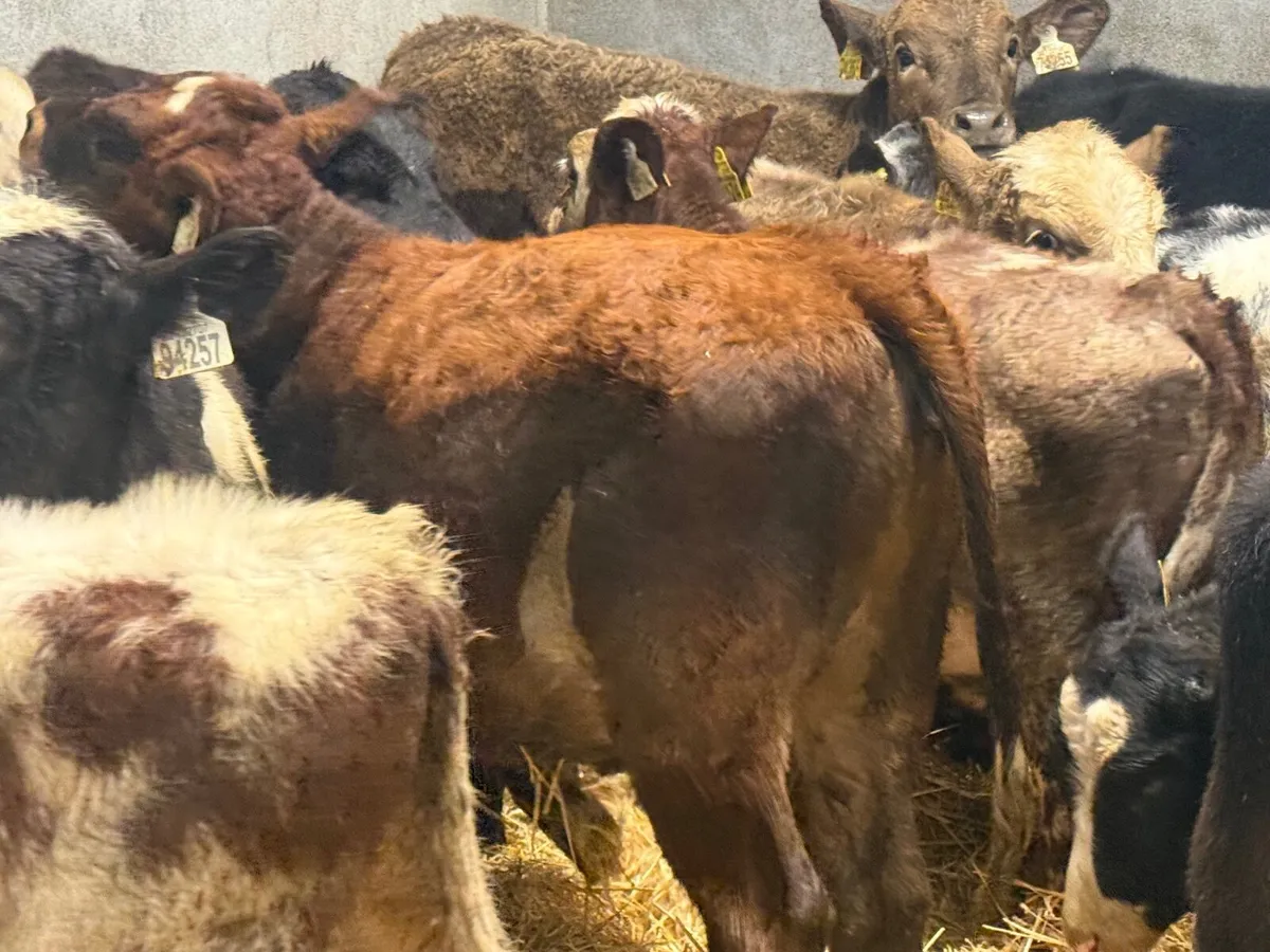 18 ABERDEEN ANGUS WEANLINGS ( HOMEBRED) - Image 2