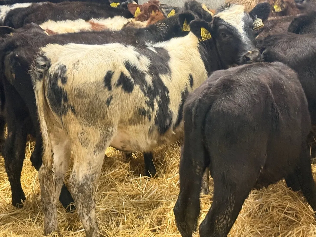 18 ABERDEEN ANGUS WEANLINGS ( HOMEBRED) - Image 3