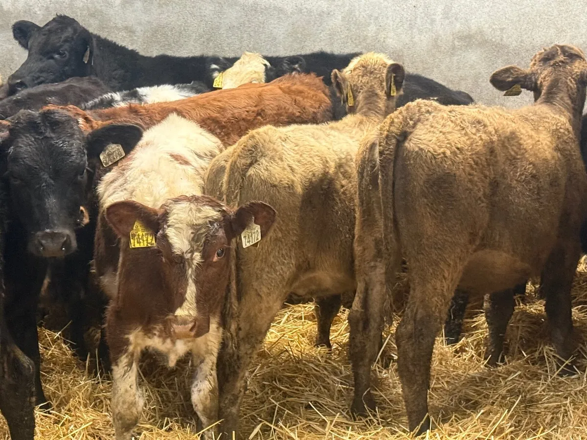 18 ABERDEEN ANGUS WEANLINGS ( HOMEBRED) - Image 1