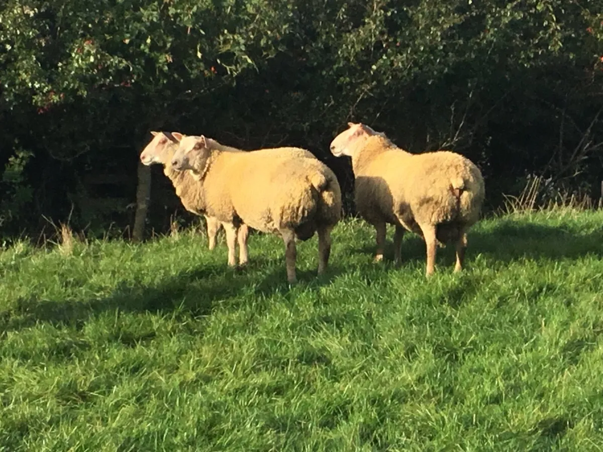 Ram lambs