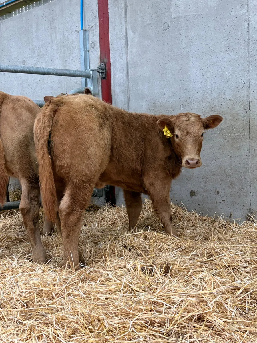 2 Charolais Heifers - Image 4