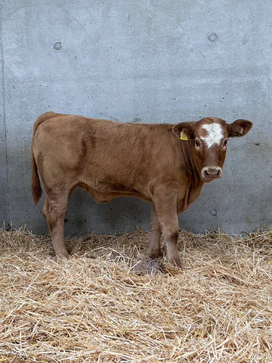 2 Charolais Heifers - Image 3