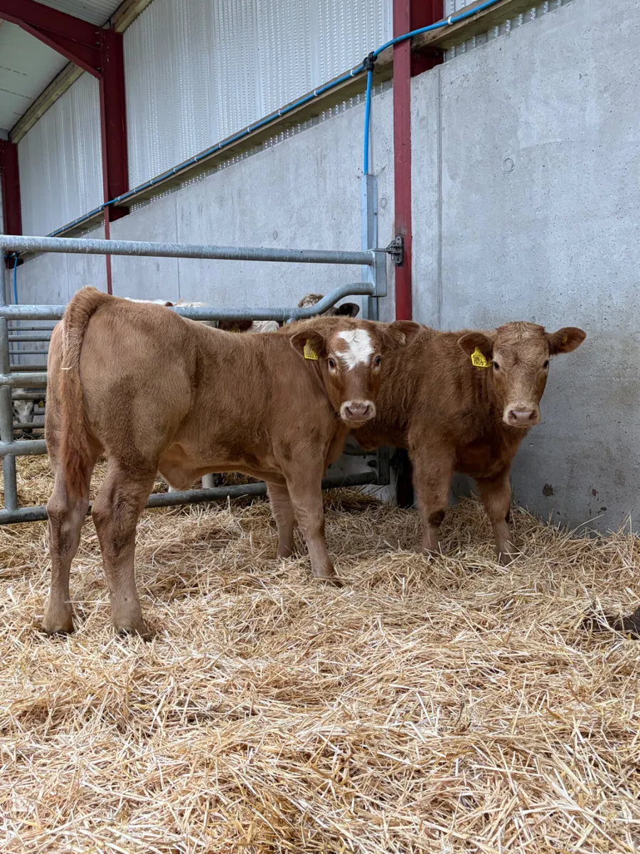 2 Charolais Heifers - Image 2