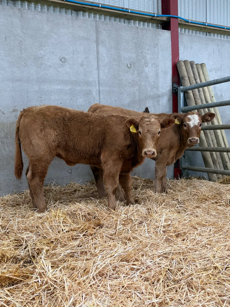 2 Charolais Heifers - Image 1