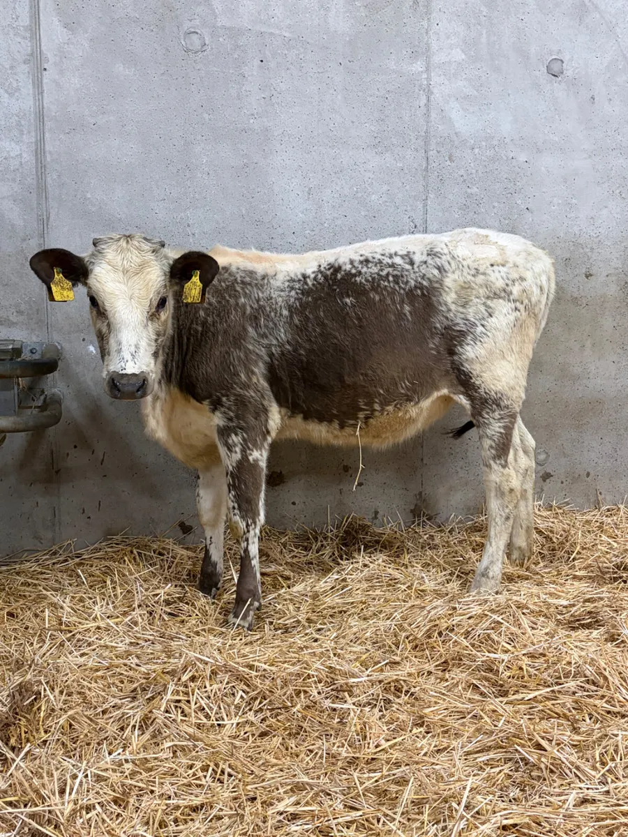 Roan Belgian Blue Heifer - Image 2