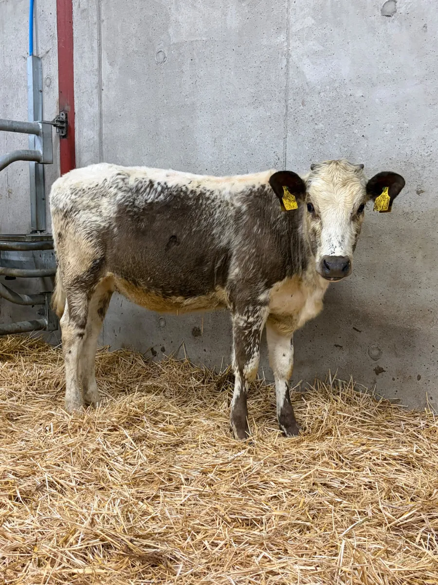Roan Belgian Blue Heifer - Image 1