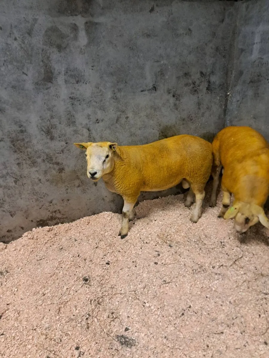 Sis registered hogget texel rams - Image 1