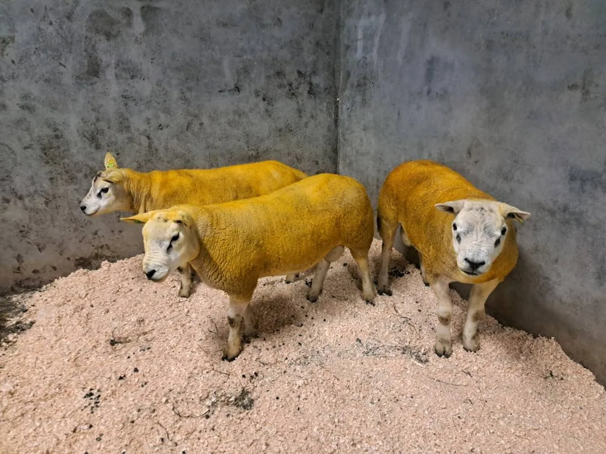 Sis registered hogget texel rams - Image 2
