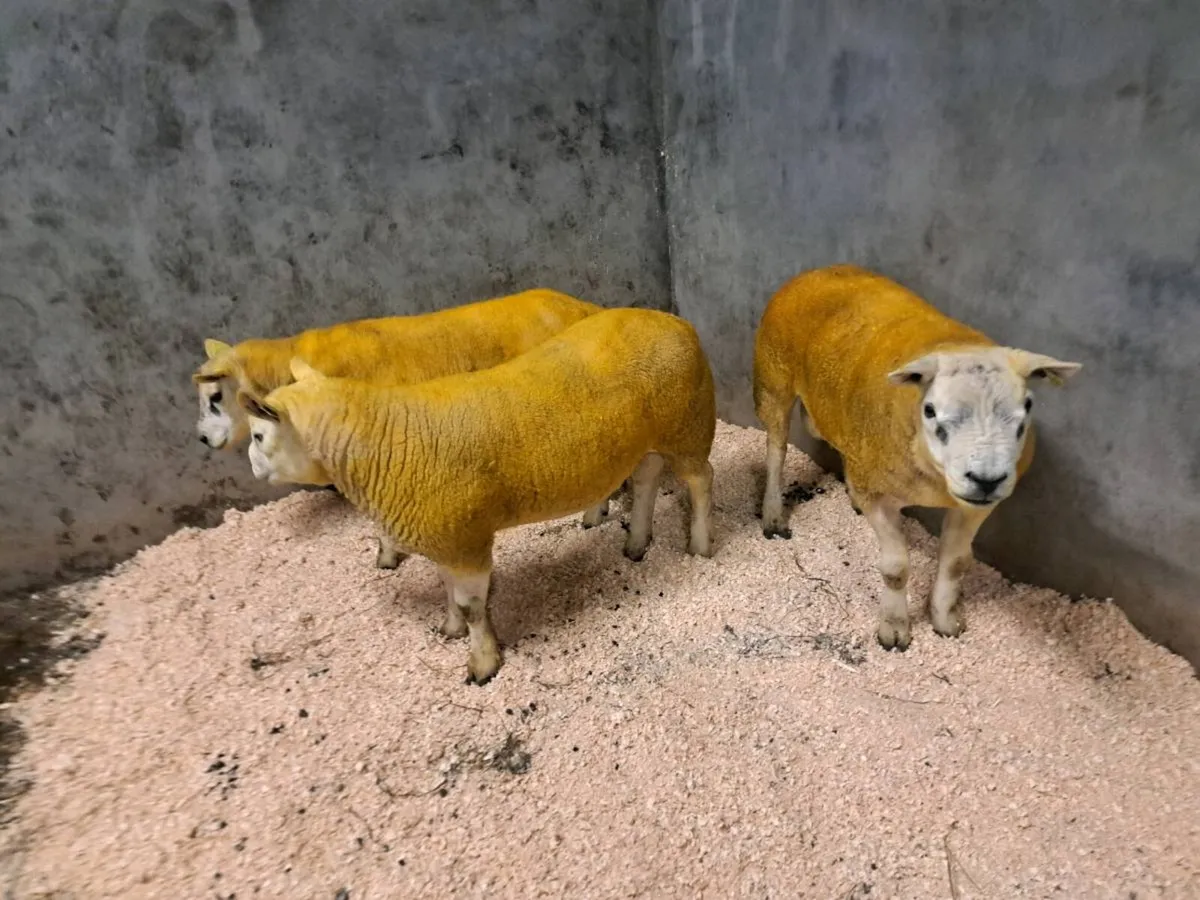 Sis registered hogget texel rams - Image 3
