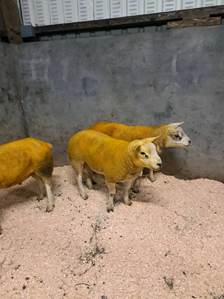 Sis registered hogget texel rams - Image 4